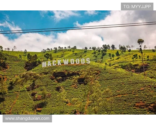 问鼎游戏app2024：2024年游戏爱好者必备的优质游戏平台及其独家特色介绍